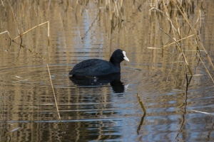 Foulque macroule